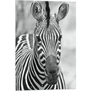 WallClassics - Vlag - Kop van Prachtige Zebra (Zwart- wit) - 50x75 cm Foto op Polyester Vlag