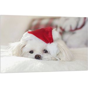 WallClassics - Vlag - Wit Hondje met Kerstmutsje op - 120x80 cm Foto op Polyester Vlag