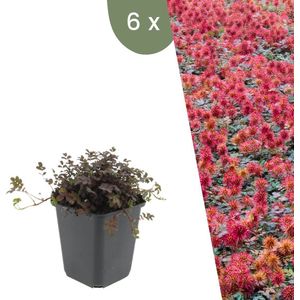 Plants by Frank | 6 Stekelnoot planten | Acaena microphylla 'Kupferteppich' | Winterharde bodembedekker | Winterharde planten voor de tuin | Winterharde vaste planten meerjarig | Winterharde tuinplanten