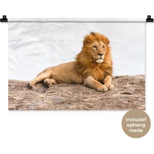 Wandkleed Leeuwen - Liggende leeuw Wandkleed katoen 60x40 cm - Wandtapijt met foto