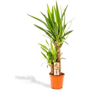 Yucca - Palmlelie - 90 cm hoog, ø17cm - Makkelijke kamerplant - Tropische palm - Luchtzuiverend - Vers van de kwekerij