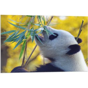 WallClassics - Vlag - Etende Panda aan Planten - 75x50 cm Foto op Polyester Vlag