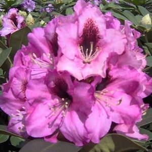 Rhododendron 'Kokordia' - 40-50 cm