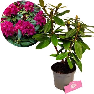 Rhododendron ‘Polarnacht’ Donkerpaarse bloemen – Hoogte 40/50cm – 1,5 liter pot