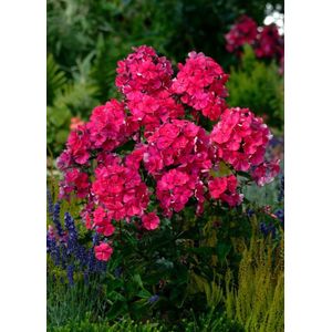 3 stuks | Phlox (P) 'Tenor' P9 cm