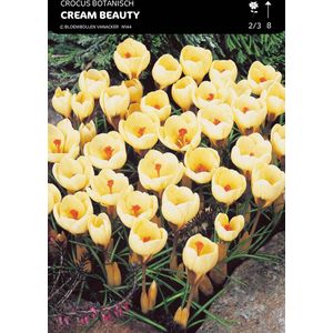 50 x Crocus 'Cream Beauty' Bloembollen - Zacht Crème-Kleurige Vroege Voorjaarsbloeiers