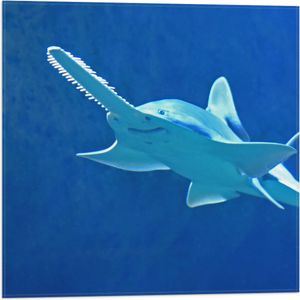 WallClassics - Vlag - Zwaardvis in het Water - 50x50 cm Foto op Polyester Vlag