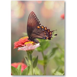 Kleine zwarte satyrium vlinder op een roze bloem - 50x70 Canvas Staand - Dieren - Natuur - Bloemen