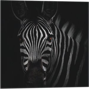 WallClassics - Vlag - Zebra in het Donker Zwart-Wit - 50x50 cm Foto op Polyester Vlag