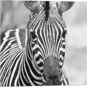 WallClassics - Vlag - Kop van Prachtige Zebra (Zwart- wit) - 50x50 cm Foto op Polyester Vlag