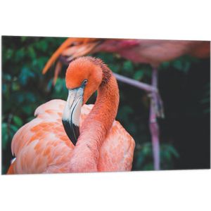 WallClassics - Vlag - Close-Up van een Flamingo - 105x70 cm Foto op Polyester Vlag