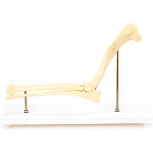 Anatomie model elleboog hond, 23x30x16 cm