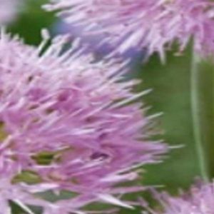 JUB - Allium roseum