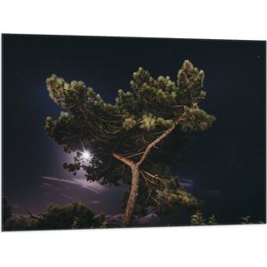 WallClassics - Vlag - Boom Top in Paarse Hemel - 100x75 cm Foto op Polyester Vlag