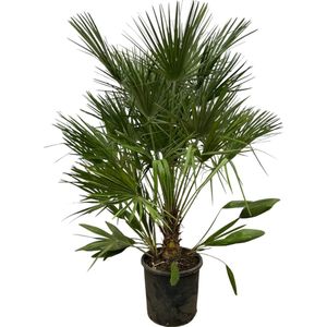 Trendyplants - Chamaerops Humilis - Hoogte 150-170 cm - Europese Dwergpalm - Winterhard - Tuinplant - Potmaat Ø28cm
