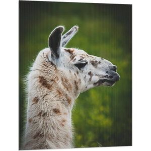 WallClassics - Vlag - Opzij kijkende Witte Lama met Bruine Vlekken - 75x100 cm Foto op Polyester Vlag