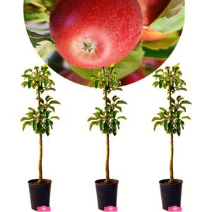 Set van 3 Zuilappels - 3x Malus domestica 'Boet' - Zuilappelboom - Hoogte +70cm - 1.5L pot