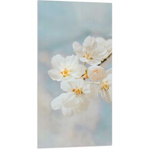 WallClassics - Vlag - Witte Sakura Bloem - 50x100 cm Foto op Polyester Vlag