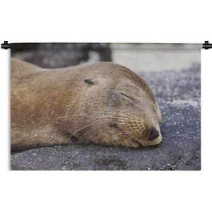 Wandkleed Zeedieren - Close-up van een slapende zeeleeuw Wandkleed katoen 60x40 cm - Wandtapijt met foto