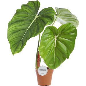 Philodendron Pastazanum - Hoogte 60cm - Pot 15cm