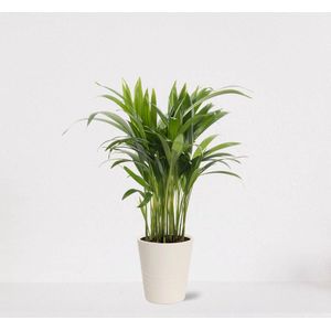 Areca in sierpot Babe Wit – luchtzuiverende kamerplant – eenvoudig te onderhouden Goudpalm - ↕35-50cm - Ø13 – geleverd met plantenpot – vers uit de kwekerij