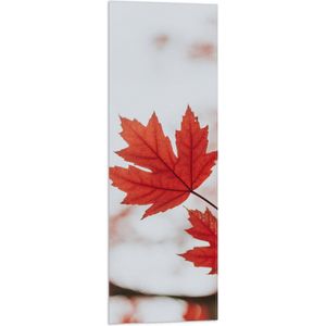 WallClassics - Vlag - Vooraanzicht van Rood Blad - 30x90 cm Foto op Polyester Vlag