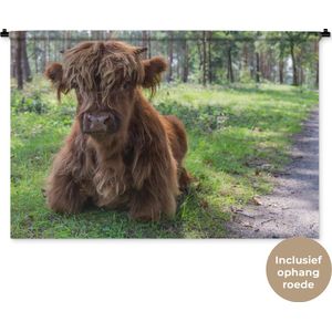 Wandkleed Schotse Hooglanders  - Liggende Schotse hooglander naast een pad Wandkleed katoen 150x100 cm - Wandtapijt met foto