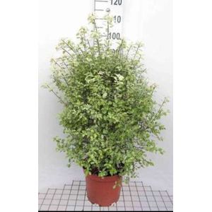 2 x Pittosporum ten. 'Irene Patterson' - Australische Laurier 30- 40 cm in pot