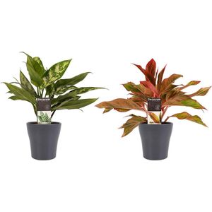 Combi 1 x Aglaonema Maria 1x Aglaonema Crete met Anna grey ↨ 25cm - 2 stuks - hoge kwaliteit planten