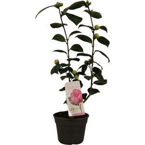 Plantenboetiek.nl | Camellia Japonica 'Bonomiana' - Ø15cm - 50cm hoog - Tuinplant