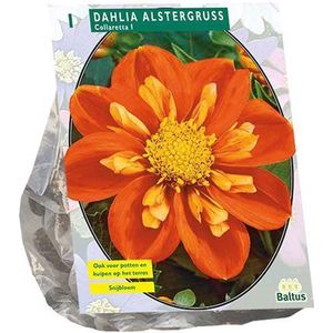 Dahlia Collarette Alstergruss per 1 | Oranje| Bijzonder | Anemone dahlia | Baltus Bloembollen