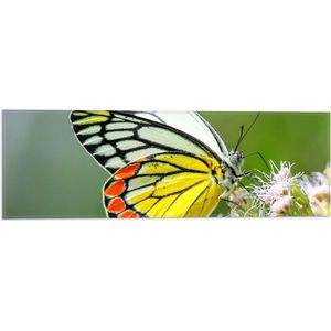 WallClassics - Vlag - Vlinder met Meerkleurige Vleugels op Roze Bloemetjes - 60x20 cm Foto op Polyester Vlag