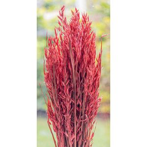 Droogbloemen - Haver - Avena Sativa - Rood | 70cm | 100g | Perfect voor Boeketten, Decoratie, Doopsuiker, Huwelijk & Verjaardagen | Duurzaam en Stijlvol Bloemenarrangement