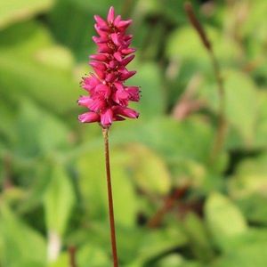 3x Persicaria ampexicaulis 'Inverleith' - Adderwortel - Pot 9x9 cm