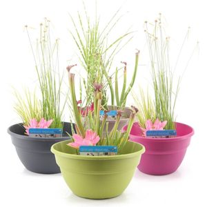 Terrasvijver Set - Vijverbak inclusief verschillende planten in mix, vijvermand, vijvergrind en vijveraarde - Voor Balkon, Tuin, Terras