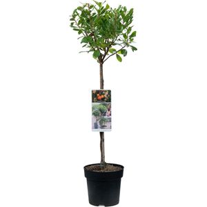 Aardbeiboom op stam - Arbutus unedo Compacta - Totale hoogte 85cm