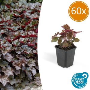 60 Stuks Sierlijk PaasKlokje, Diep Paars/Brons Blad, Bodembedekker, Heuchera mic. Palace Purple - 10-25cm - Ø9cm