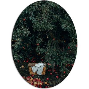 WallClassics - Dibond Ovaal - Mandje voor Appels Plukken - 81x108 cm Foto op Ovaal (Met Ophangsysteem)
