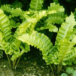 6x Gekrulde tongvaren - Asplenium scolopendrium 'Undulatum' - Pot 9x9cm