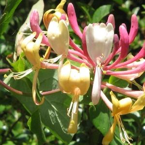 Kamperfoelie / Geitenbaard - Lonicera henryi 50-60 cm