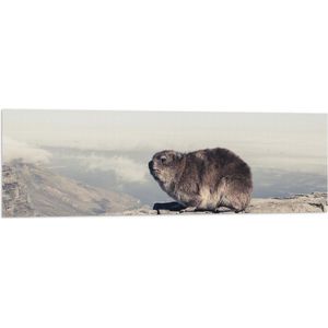 WallClassics - Vlag - Marmot op de Muur - 120x40 cm Foto op Polyester Vlag