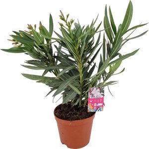 Nerium Oleander S - Oleander Wit - Witte bloemen - Pot ⌀ 19cm - Hoogte 50-60cm