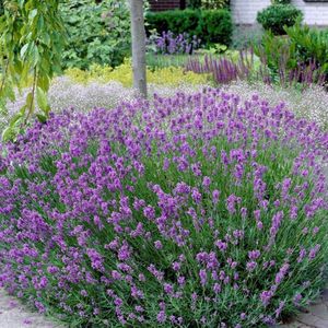6 x Echte Lavendel Planten - Vaste Planten - Tuinplanten Winterhard - Lavandula angustifolia in 9x9 cm pot met hoogte 0-10cm