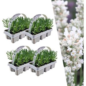 Plants by Frank | 24 witte Lavendelplanten | Vaste planten | Tuinplanten | 24 x Ø7 cm | 15 cm | Lavendelplant winterhard | planten