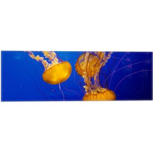 WallClassics - Vlag - Feloranje Kwallen in Donkerblauwe Oceaan - 60x20 cm Foto op Polyester Vlag