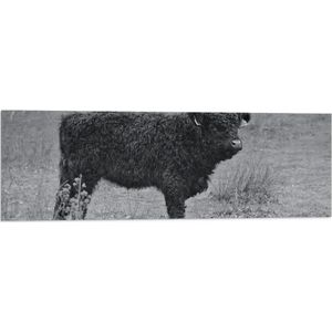 WallClassics - Vlag - Kleine Koe in Grasveld (Zwart- wit) - 90x30 cm Foto op Polyester Vlag