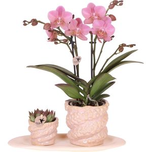 Green Harmony | Gift set Octopus Pink small | Groene plant met oudroze Phalaenopsis orchidee in Octopus pink sierpotten op wit organisch dienblad