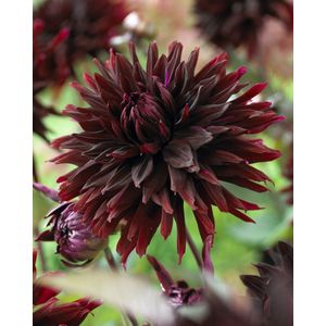 Dahlia Black Jack | 1 stuk | dahlia knollen