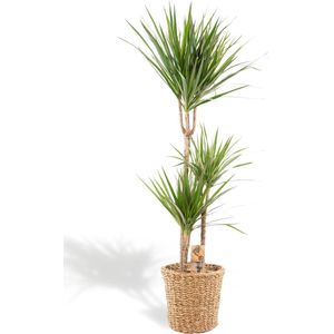 XXL Dracaena Marginata met mand - Drakenbloedboom - 120 cm hoog, ø21cm - Grote Kamerplant - Tropische palm - Luchtzuiverend - Vers van de kwekerij