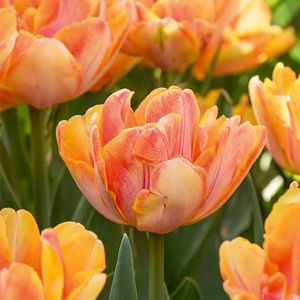 Bloomique - Mix van 20 - Tulipa Double Peach - Tulpenbollen - Dubbele Bloem - Bloembollen - Voorjaarsbloeiend - Meerjarige Planten - Groeit tot 30-35 cm